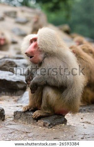 Pics Of Monkeys. stock photo : Photo of monkeys