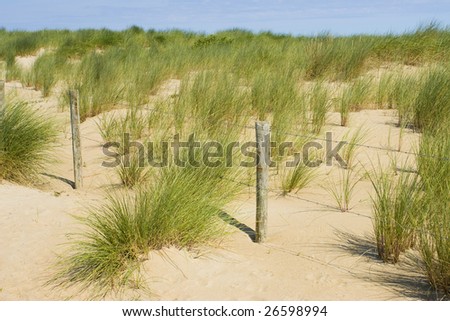Beautiful view of Dutch dunes at Scheveningen