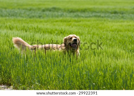 Golden retriever running in the green field