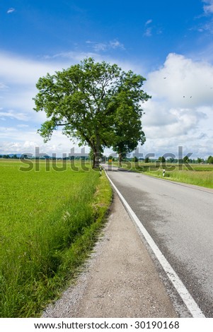 sunny weather - road and tree in summer