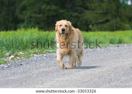 Golden retriever running on the way in front of the field