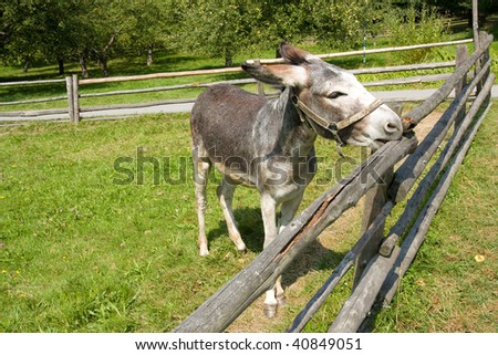 Close-up of a funny donkey on the farm