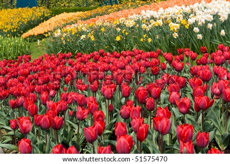 Color flower fields in Holland in the spring