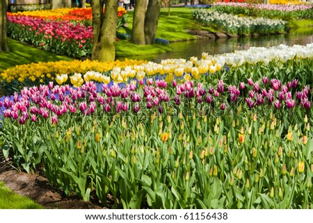 Keukenhof - Largest flower garden in Europe - Holland