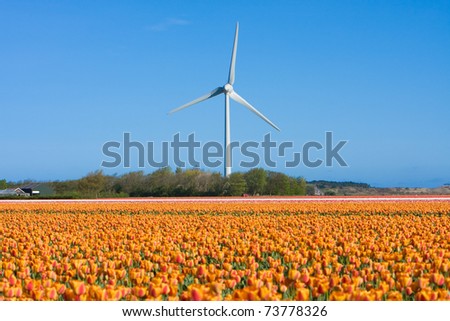 tulip fields in Holland in the spring and wind tower