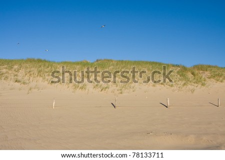 Beautiful view of Dutch dunes