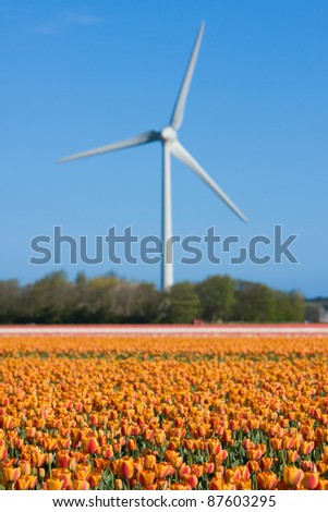 tulip fields in Holland in the spring and wind tower