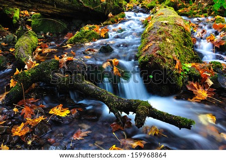 Fall Color in Oregon Creek