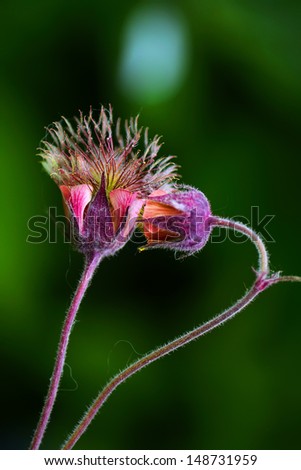 Two funny flowers of geum.