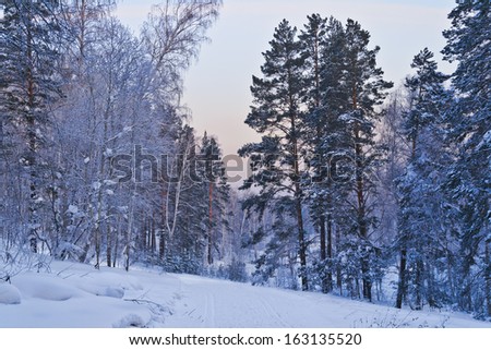 Blue Twilight in the winter forest Winter sunset in the forest in Siberia