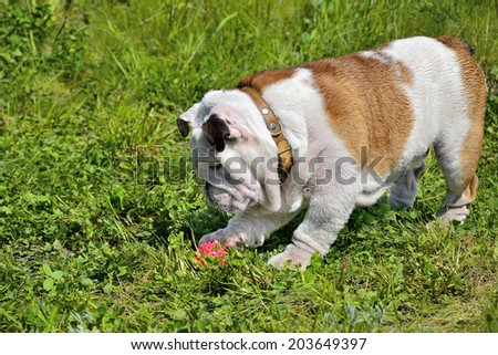 English bulldog puppy in a brown collar  playing with a red ball on the green lawn of the park