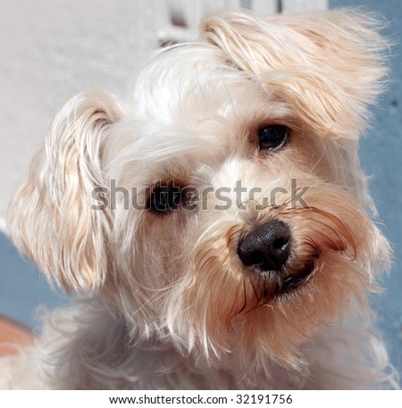 Cute dog\'s face with head cocked