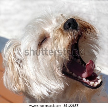 White dog with black nose, yawning