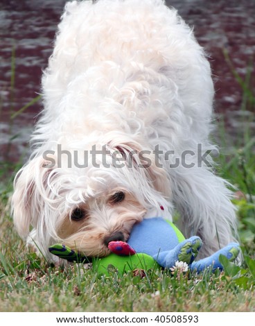 Cute white lap dog playing and chewing on a stuffed toy with butt in air