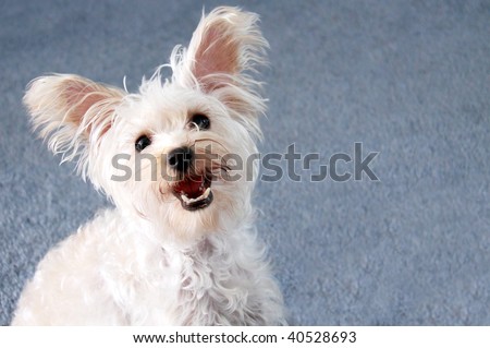 Cute small white lap dog with ears perked up and blue background