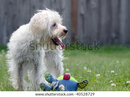 Small white dog panting next to colorful stuffed toy on green lawn