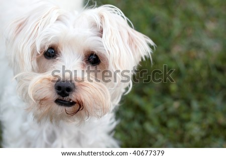 Cute small white lap dog staring into eyes of viewer with grass copy space in background