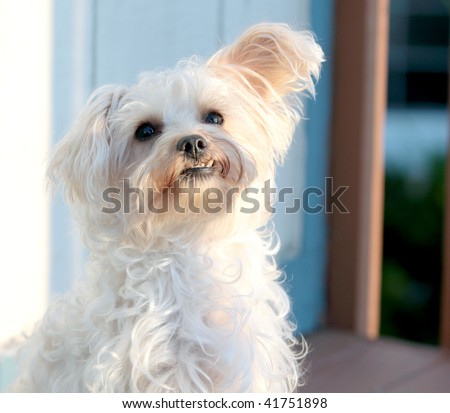 Cute white dog with under bite, one ear up and one ear down