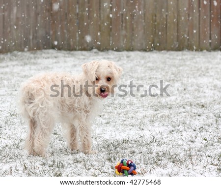 Funny white dog with tongue sticking out during snowfall