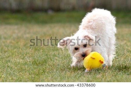 Small white dog plays fetch with yellow stuffed toy on lawn