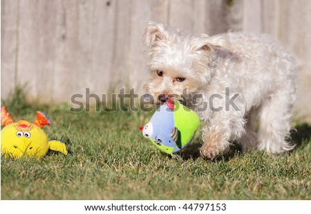 Cute white dog with two stuffed toys plays fetch on green grass in backyard