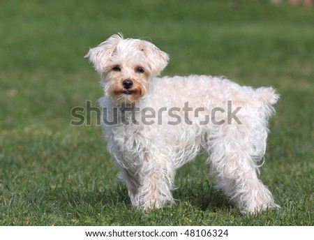 Cute Alert White Dog With Short Tail Stock Photo 48106324 : Shutterstock