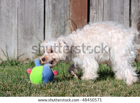 Cute white lap dog playing with bright green and blue stuffed toy outdoors on a sunny day