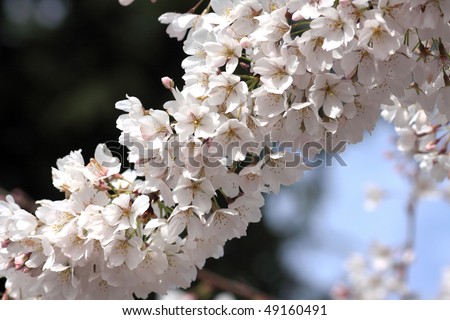 kwanzan flowering cherry tree pictures. flowering cherry tree
