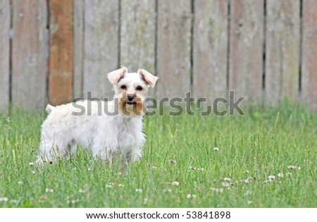 Cute alert white lap dog standing in backyard, looking toward camera