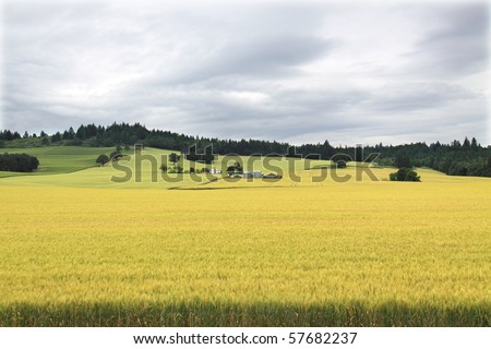 Golden wheat field in Oregon\'s Willamette valley with vineyard on green hillside in background