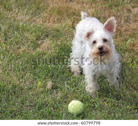 Cute white dog with one ear up and one ear down stands in grass next to tennis ball, wanting to play a game of fetch