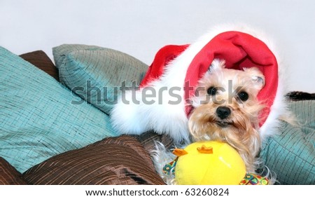 Cute white dog wearing santa hat with toy under her chin