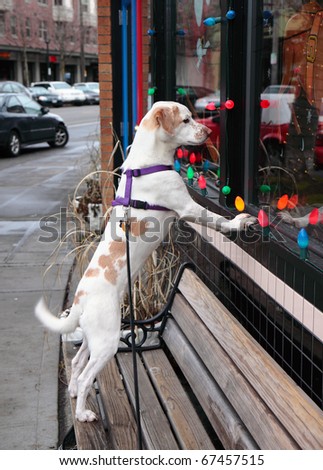 Faithful brown and white dog stares longingly in window while waiting for its master to return