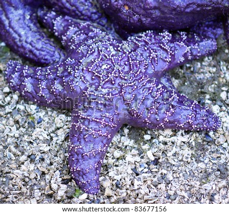 Purple Starfish on rocky shore