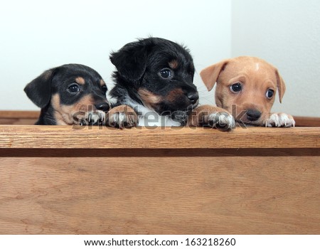 Three Innocent Puppies peer over edge of wooden crate as if to say 