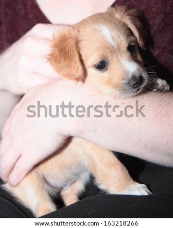 Beautiful golden puppy lovingly cradled in woman\'s arms