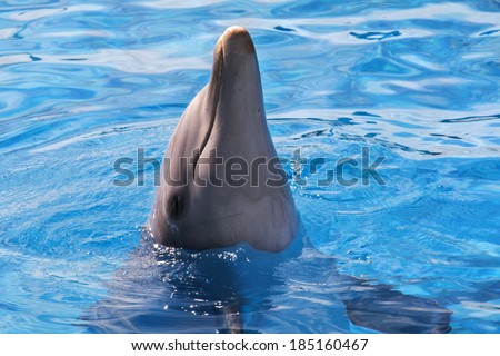 A jumping dolphin in blue water