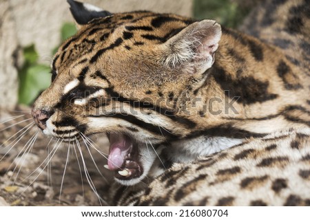 Ocelot portrait with opened mouth
