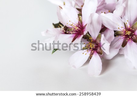 Spring flowering branches, almond tree flowers on white background, copy space
