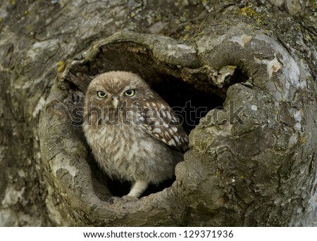 Little Owl In Tree