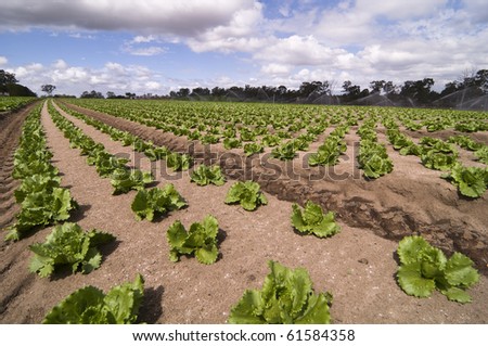Rows of vegetable crops growing on a farm with sprinklers in the background