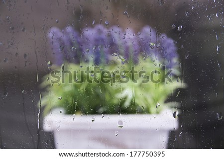 Lavender In The Rain Outside The Window