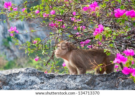 Monkey forest with flowers.