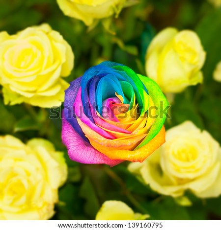 Macro of rainbow rose heart flower and multi colored petals