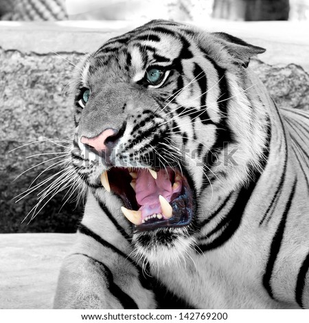 Roar Tiger White