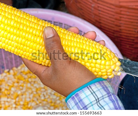 White corn. White corn. (Corn seeds sheep)