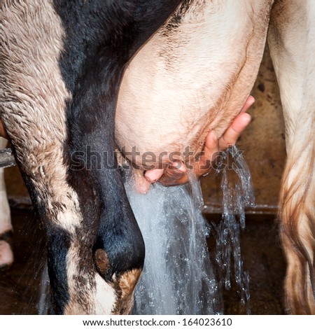 Cow udder cleaning before milking.
