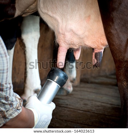 Worker connecting the milking machine to the udders of a cow