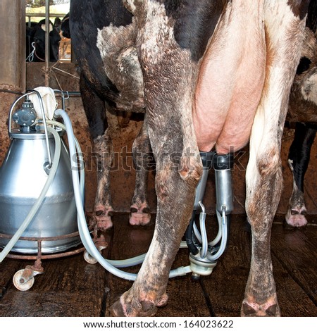 Udders of a cow connected to a milking machine