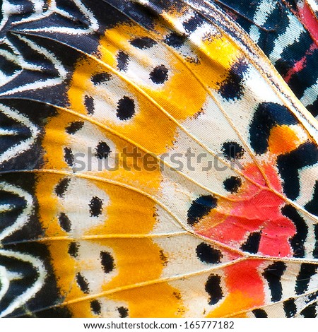 close-up of an Monarch Butterfly Wing close-up of an Monarch Butterfly Wing